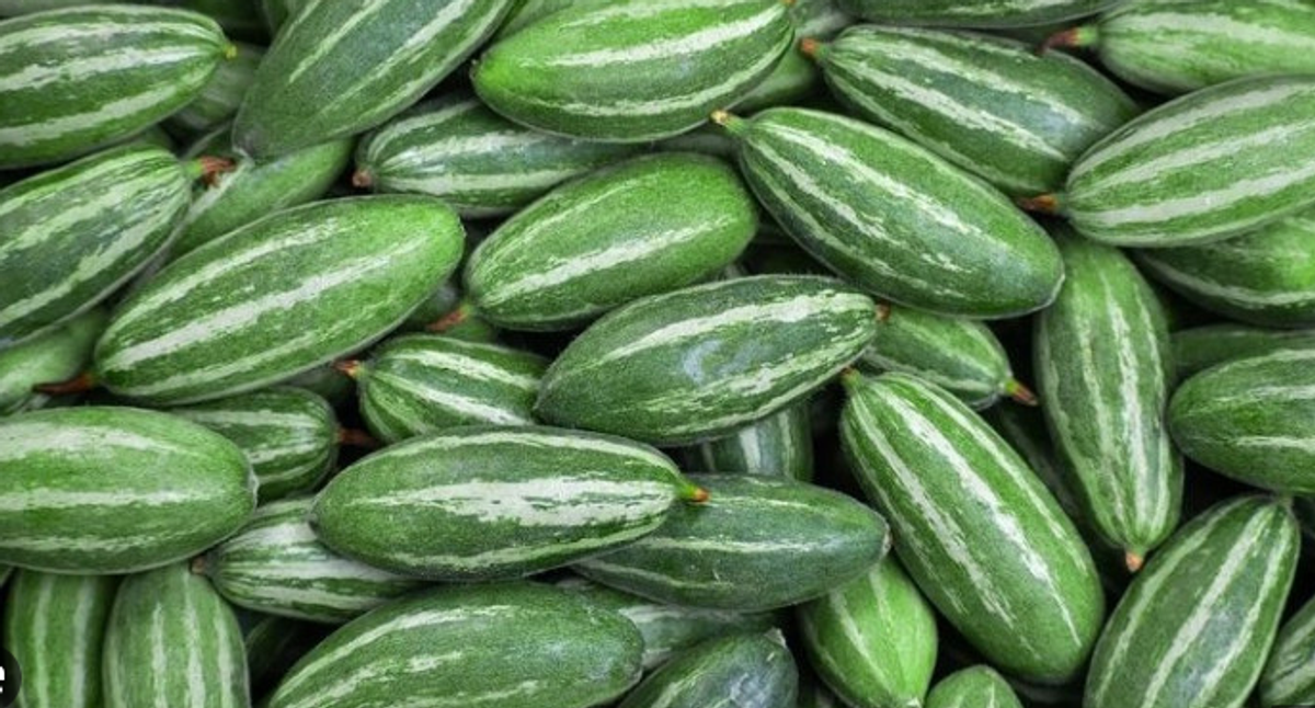 পটল – Pointed gourd (পয়েন্টেড গোর্ড) ১ কেজি - Image 1