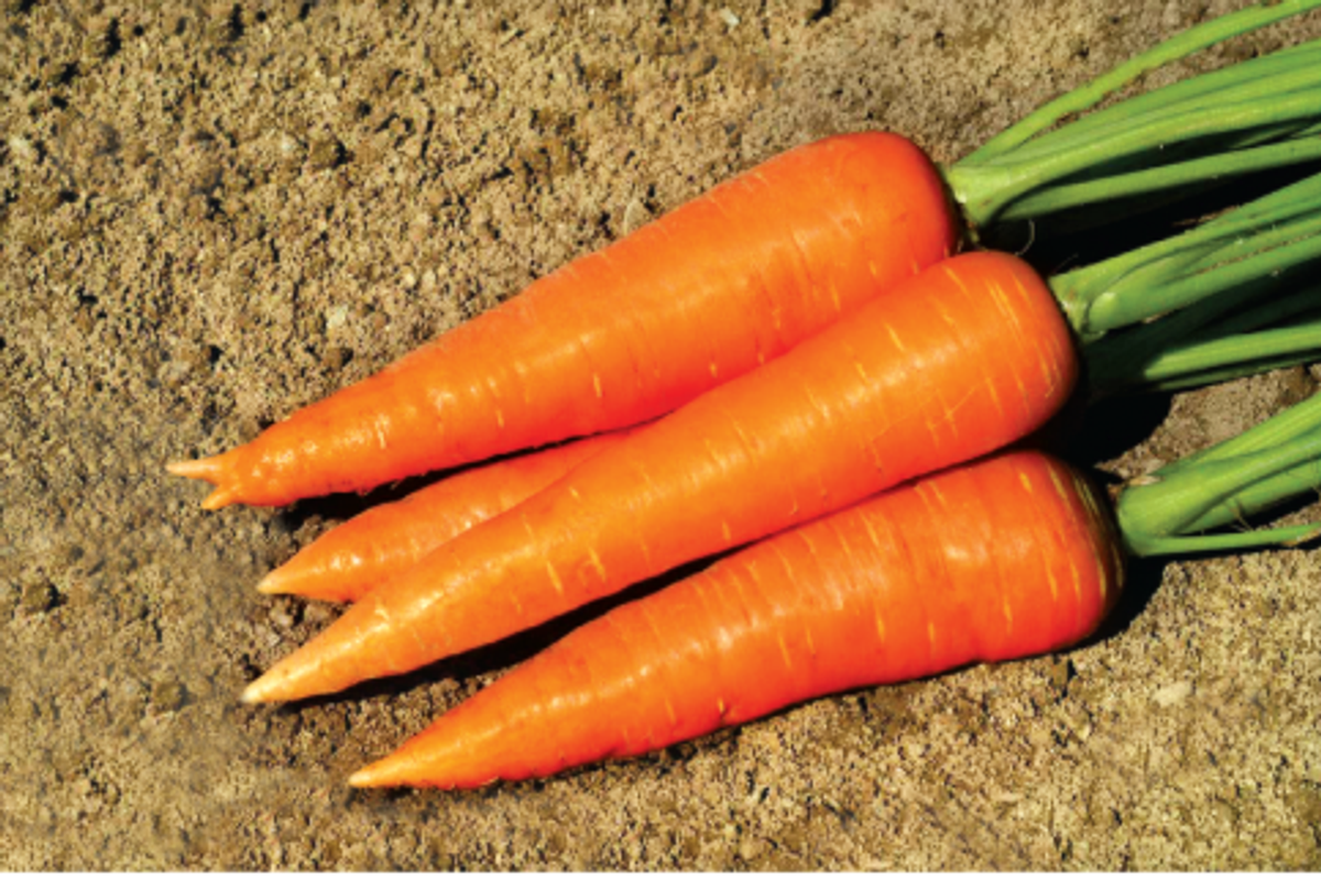 গাঁজর – Carrot (ক্যারট) / ১ কেজি - Image 1