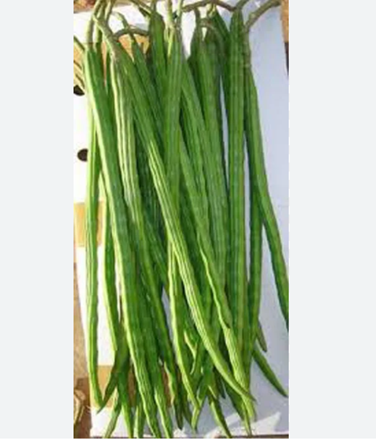 সাজনা – Drum Stick (ড্রাম স্টিক) / ~  ২৫০ গ্রাম (এক মুটা ) - Image 1