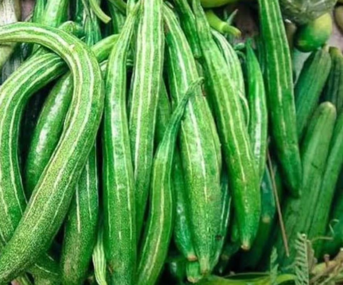 চিচিংগা/চিচিংগা – Snake Gourd (স্নেক গোর্ড)/ ১ কেজি - Image 1
