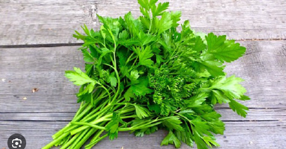 ধনেপাতা (Coriandrum sativum) / ~ ১ মুঠো  (আনুমানিক ১২০ থেকে ১৫০ গ্রাম ) - Image 1