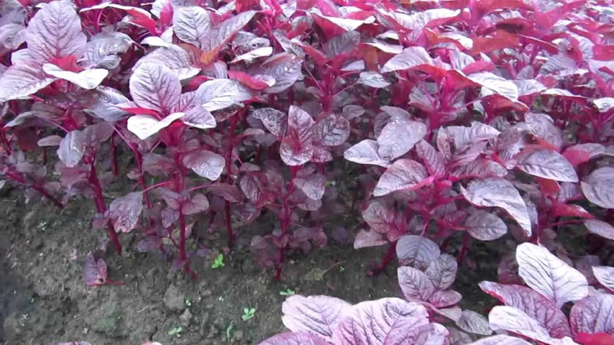 লাল শাক (Red Amaranth)/প্রতি আটি (প্রায় ~৩০০ গ্রাম) - Image 1