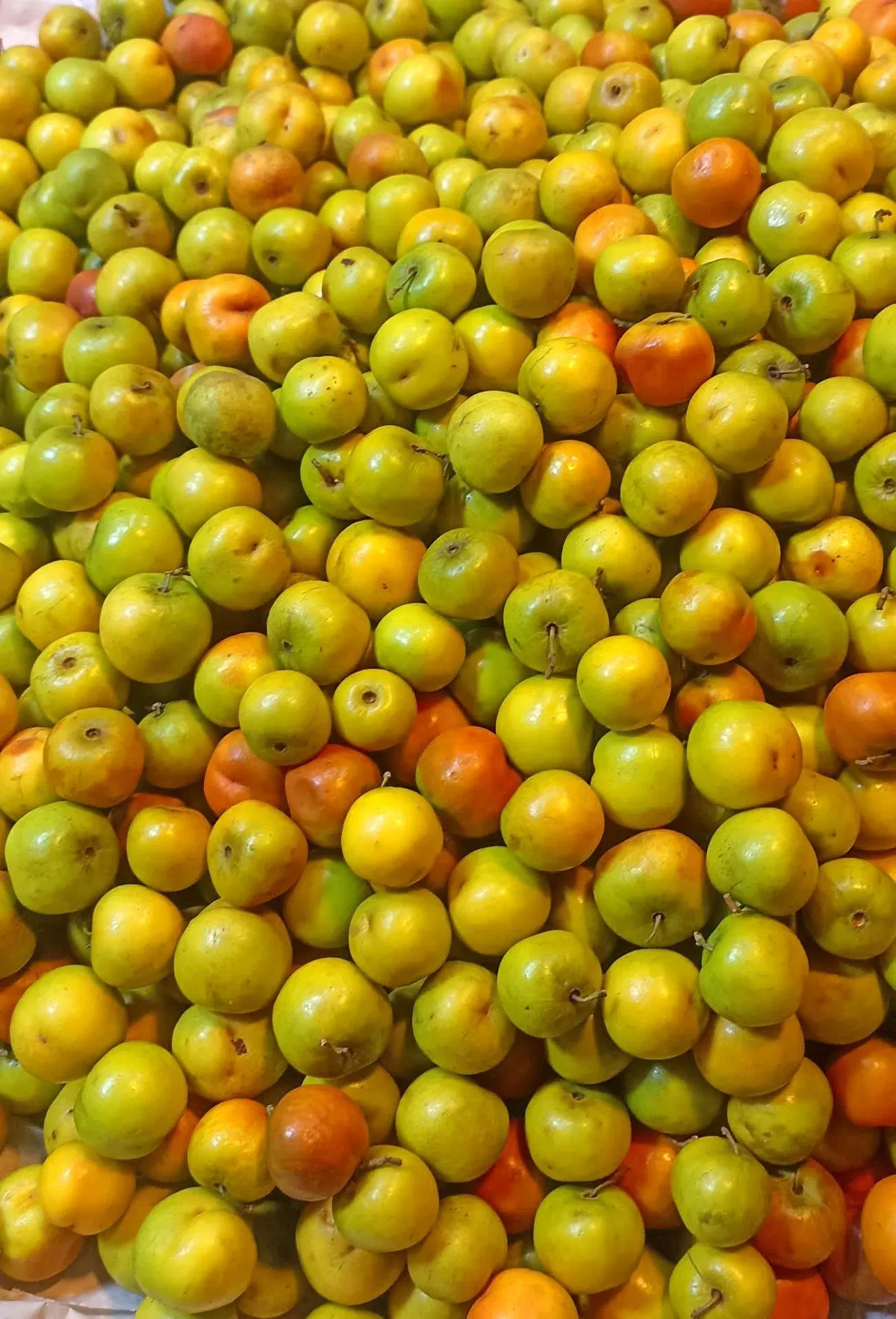 বরই- (Jujube)/প্রতি কেজি - Image 1