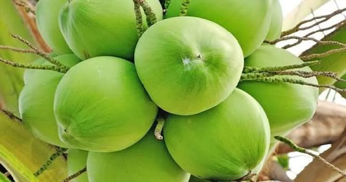 ডাব (প্রতি  পিছ) - Image 1