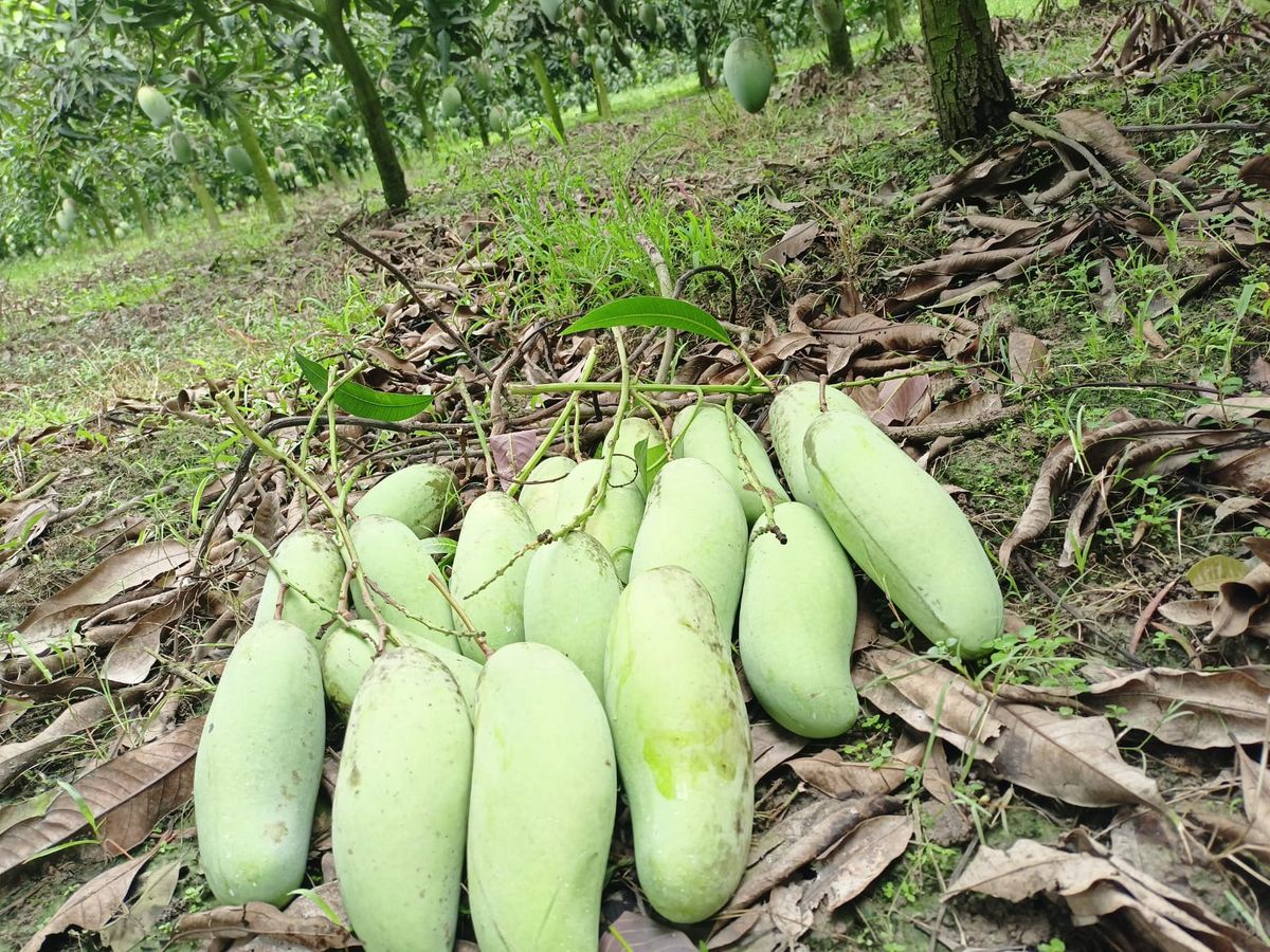 ব্যানানা ম্যাংগো ১২ কেজি হোম ডেলিভারি - Image 1