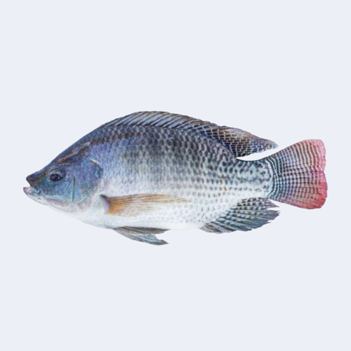 তেলাপিয়া মাছ / কেজি - Image 1