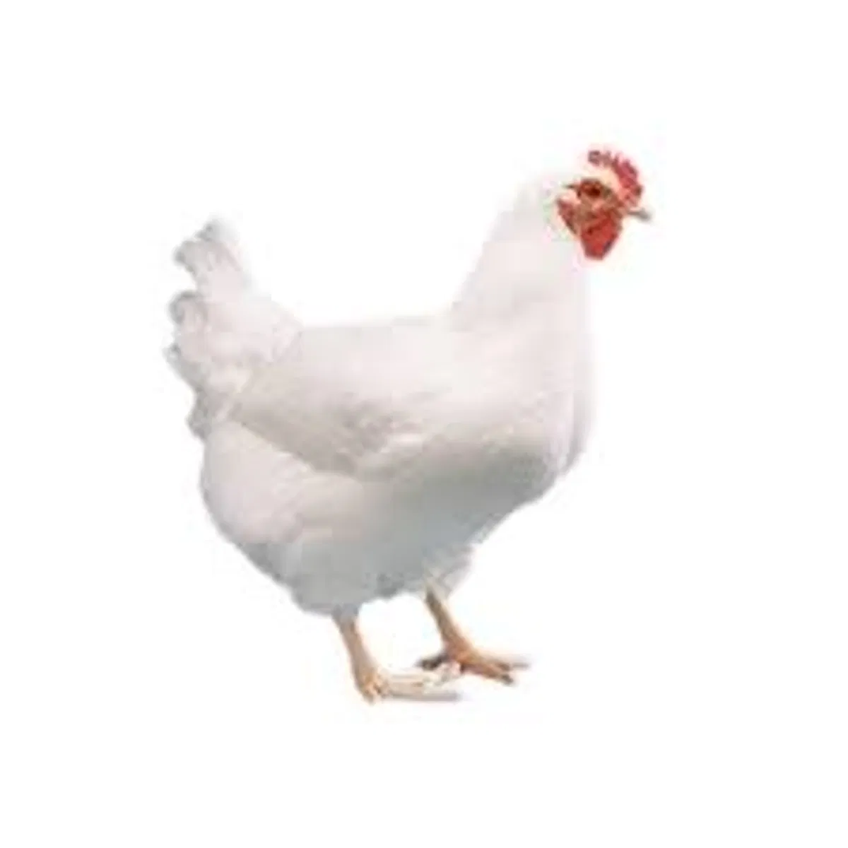 ব্রয়লার মুরগি। Live Broiler Chicken - Image 1