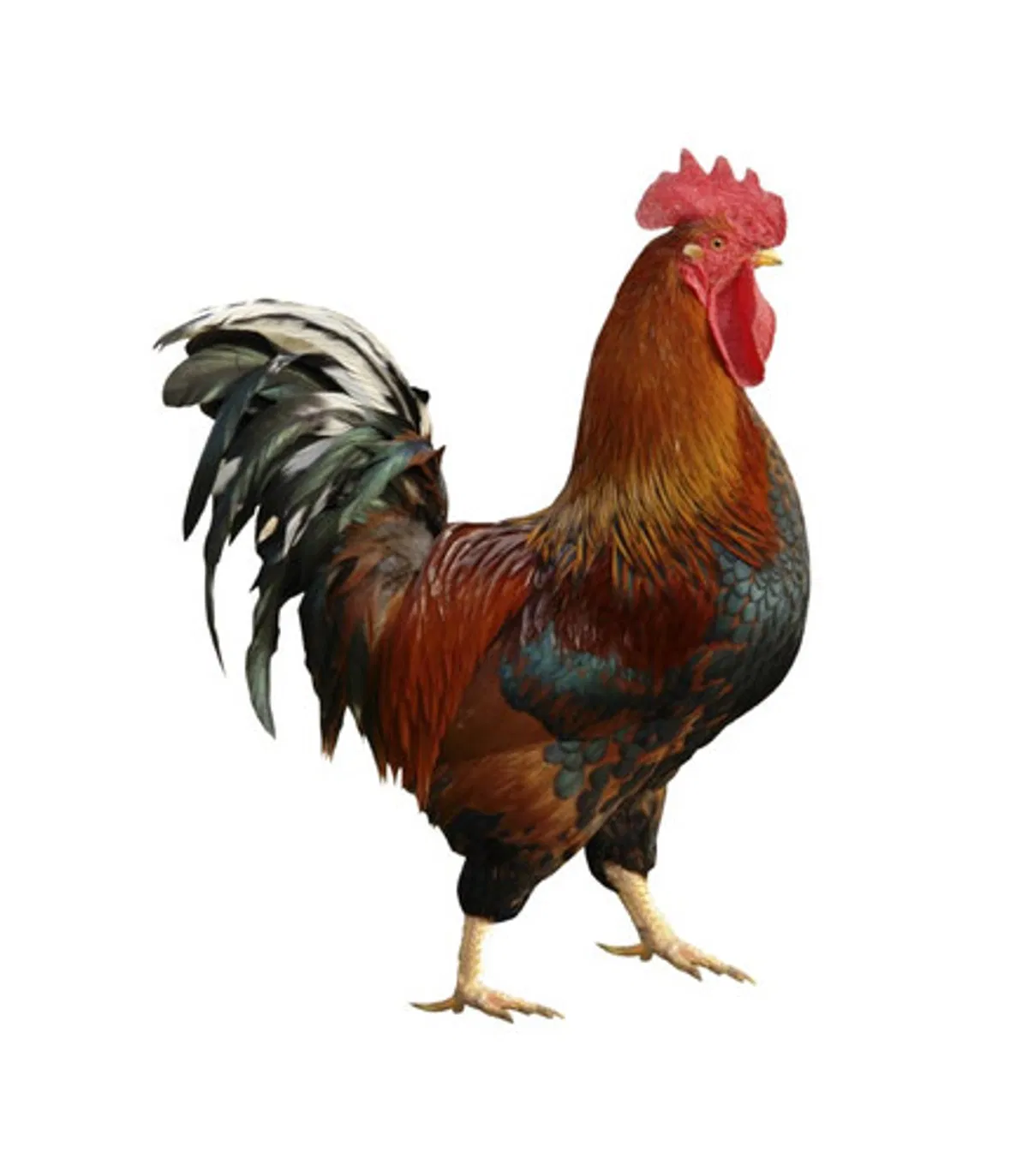 দেশি মুরগি chiken (desi)/  ১কেজি - Image 1