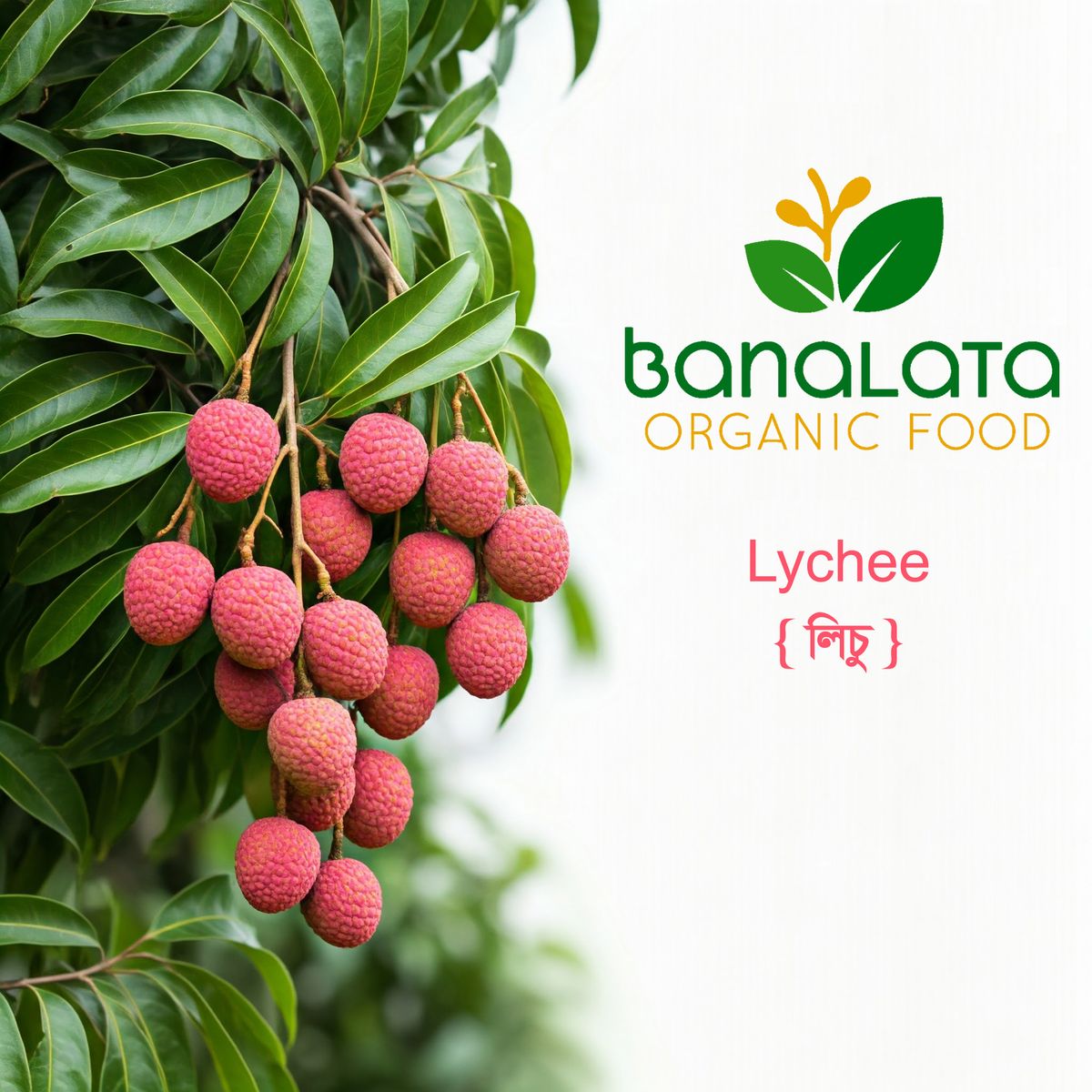 লিচু ১০০ পিচ - Image 1