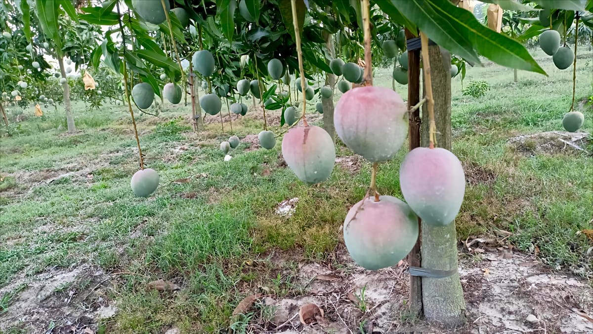 বারি-৪ আম ১২ কেজি হোম ডেলিভারি - Image 1