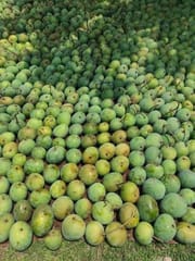 হিমসাগর আম (রাজশাহী) Himsagor Mango_img_4