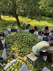 হিমসাগর আম (রাজশাহী) Himsagor Mango_img_6