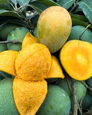 হিমসাগর আম (রাজশাহী) Himsagor Mango_img_1
