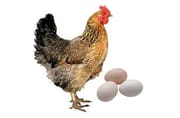 দেশী মুরগীর ডিম (Deshi Chicken Egg)_img_0