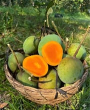 হিমসাগর আম (রাজশাহী) Himsagor Mango_img_0