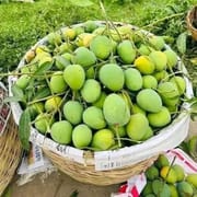 হিমসাগর আম (রাজশাহী) Himsagor Mango_img_5