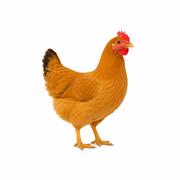Desi country chicken._img_1