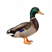 organic/Desi Duck._img_0