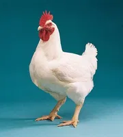Fresh Broiler Chicken.Meat_img_0