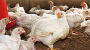 Fresh Broiler Chicken.Meat_img_1