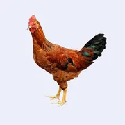 Desi country chicken._img_0