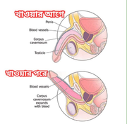 Ultimate Stamina & Energy Combo (Jingseng Plus ৬০ ক্যাপসুল + Boldcare ১০০ml পেনিস স্প্রে অয়েল_img_1