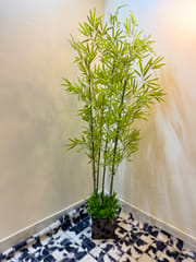 Luxury plants_img_0