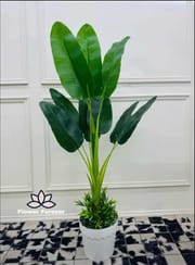 Big plant_img_0