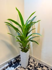 Luxury plants_img_6