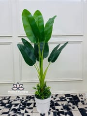 Luxury plants_img_4