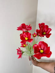 Single poppy flower (Copy)_img_0