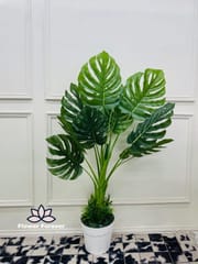Big plant_img_2