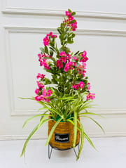 Flower plants_img_0