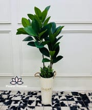 Big plant_img_4