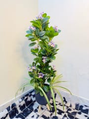 Flower plants_img_2
