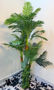 Luxury plants_img_2