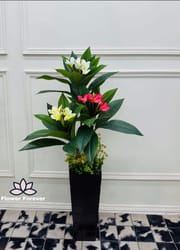 Big plant_img_1