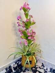 Flower plants_img_4