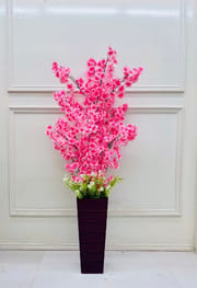 Big plant_img_6