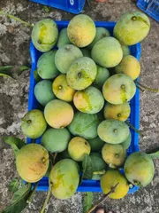 আম হিমসাগর🥭 কেমিক্যাল মুক্ত | Himsagor Mango_img_1