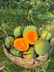 আম হিমসাগর🥭 কেমিক্যাল মুক্ত | Himsagor Mango_img_0