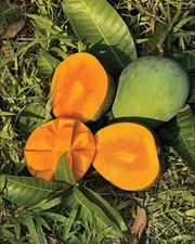 আম হিমসাগর🥭 কেমিক্যাল মুক্ত | Himsagor Mango_img_2