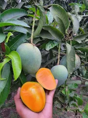 আম হিমসাগর🥭 কেমিক্যাল মুক্ত | Himsagor Mango_img_4