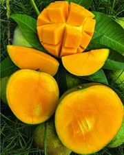 আম গোবিন্দভোগ🥭 কেমিক্যাল মুক্ত | Gobinda Mango_img_1