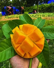 আম গোবিন্দভোগ🥭 কেমিক্যাল মুক্ত | Gobinda Mango_img_0