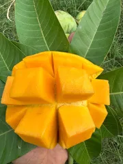 আম গোবিন্দভোগ🥭 কেমিক্যাল মুক্ত | Gobinda Mango_img_4