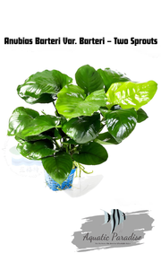Anubias Barteri Var. Barteri – Two Sprouts_img_0
