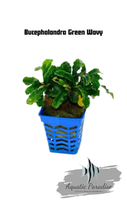 Bucephalandra Green Wavy_img_0