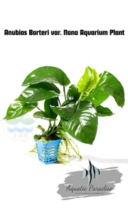 Anubias Barteri var. Nana Aquarium Plant_img_0