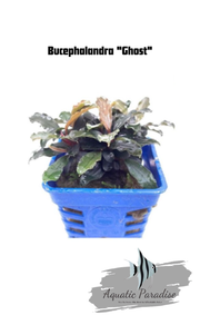 Bucephalandra "Ghost" Aquatic Plant_img_0